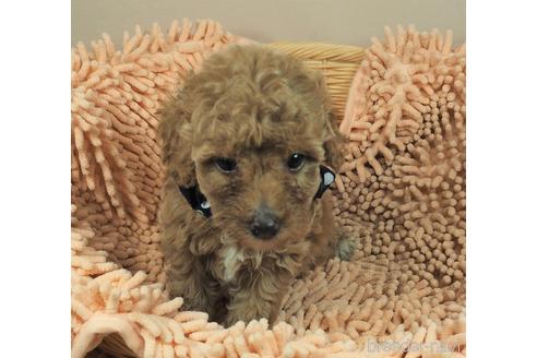 成約済の埼玉県のトイプードル-146081の2枚目